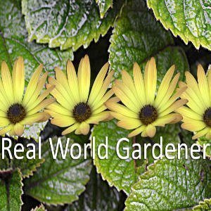 Real World Gardener Podcasts