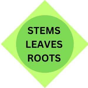 Stems Leaves Roots