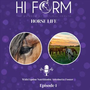 Hi Form Horse Life