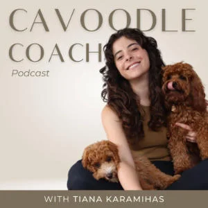 Cavoodle Coach Podcast